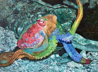 Pieuvre Arc-en-ciel - Rainbow Octopus