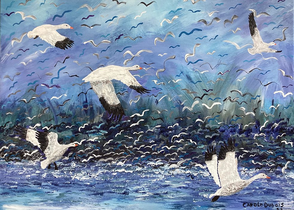 La grande migration des oies des neiges - Migration of Snow Geese